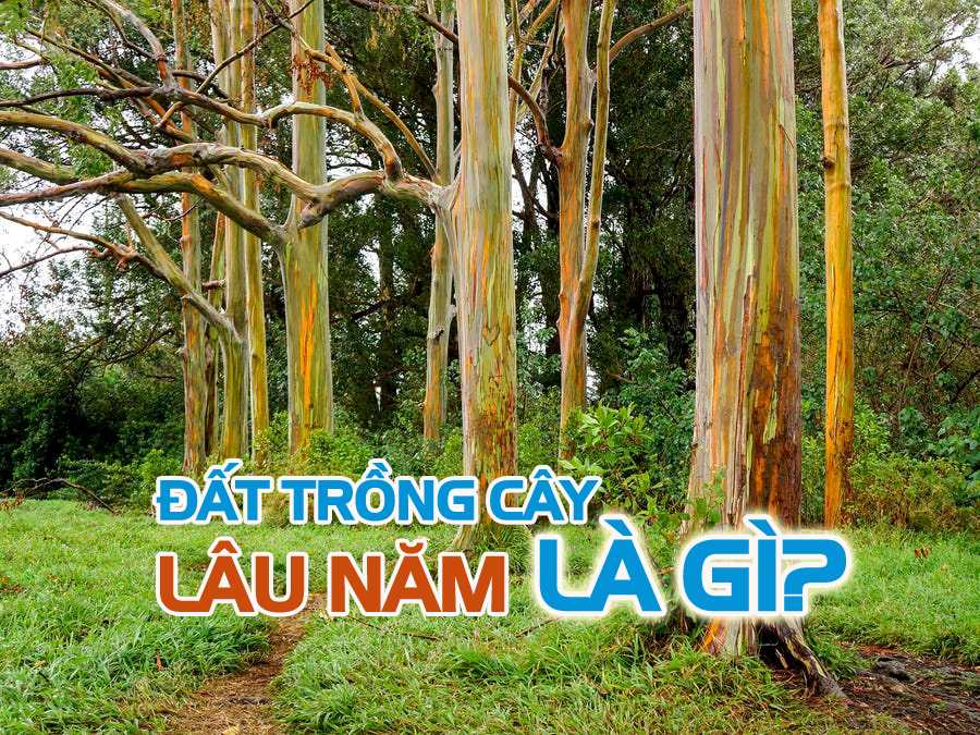 Đất trồng cây lâu năm